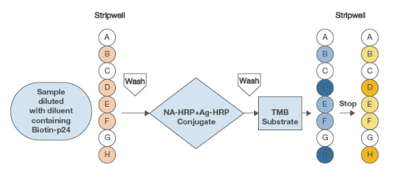 HIV Profile Procedure