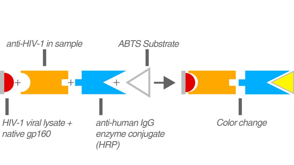 HIV test graphic